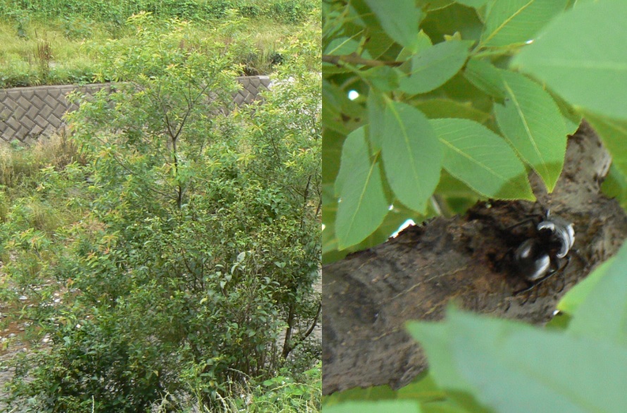 川縁のヤナギ(左)_ノコギリクワガタペア_2021年5月30日5時20分頃 20度